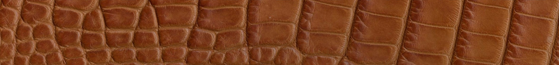 Custom Genuine Alligator Belt