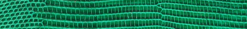 Custom Genuine Lizard Belt