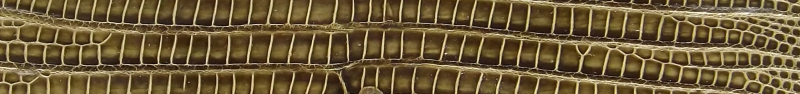 Custom Genuine Lizard Belt
