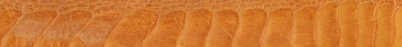 Custom Genuine Ostrich Leg Belt
